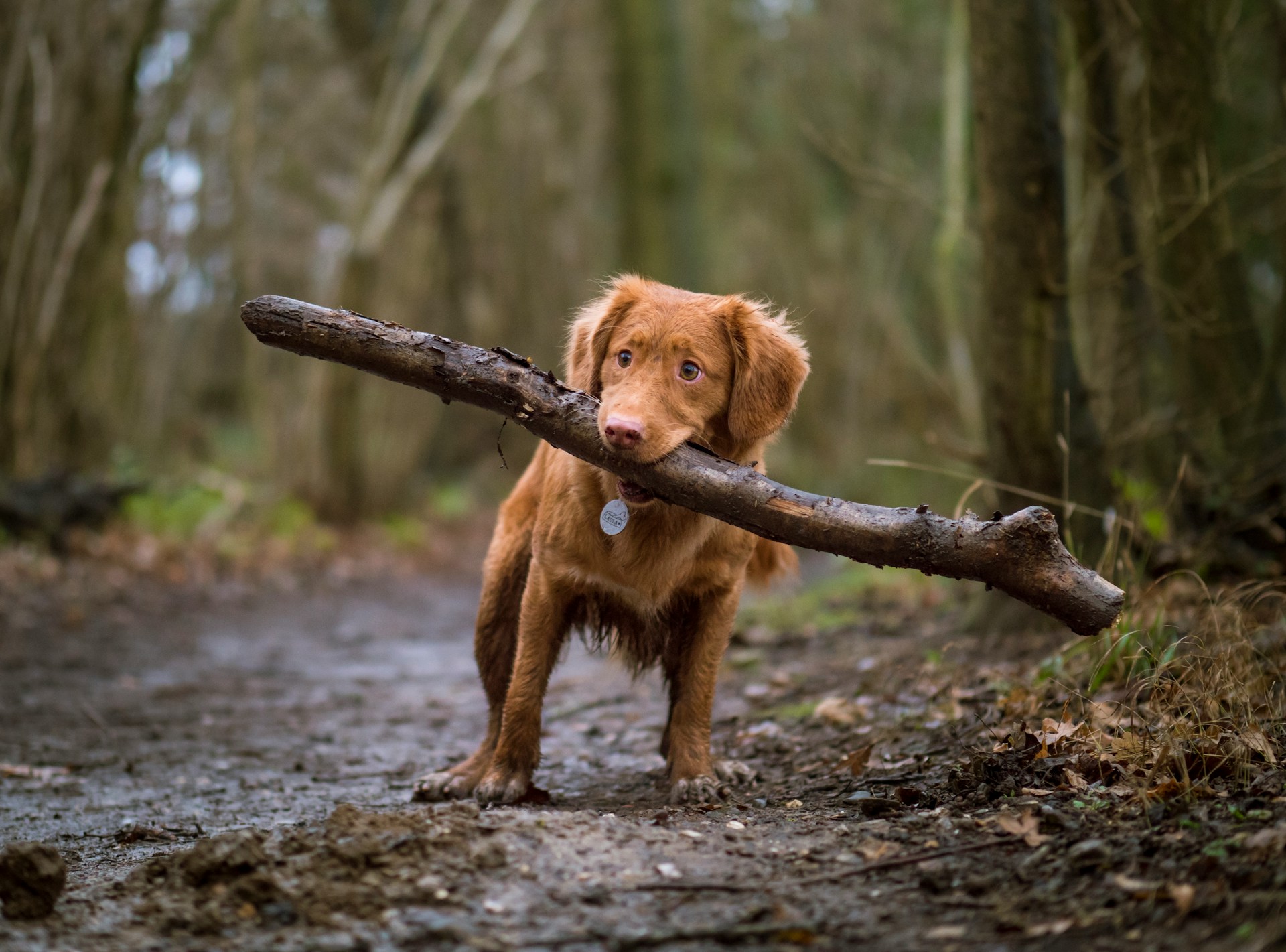 Dog running