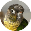 Sid the Conure looking at the camera